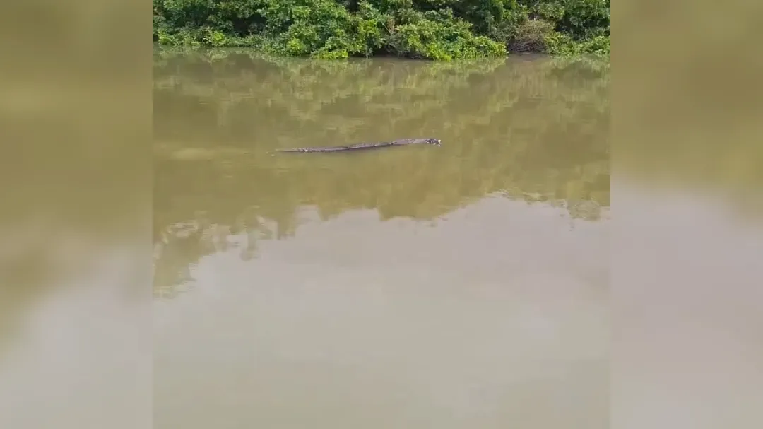 El video fue difundido por el ambientalista Dennis Pérez Reyes, de Ecoguardianes de la Laguna de Términos.