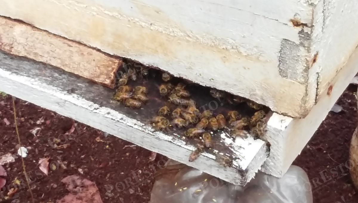 Las abejas permanecen dentro de las colmenas y consumen su propia producción.
