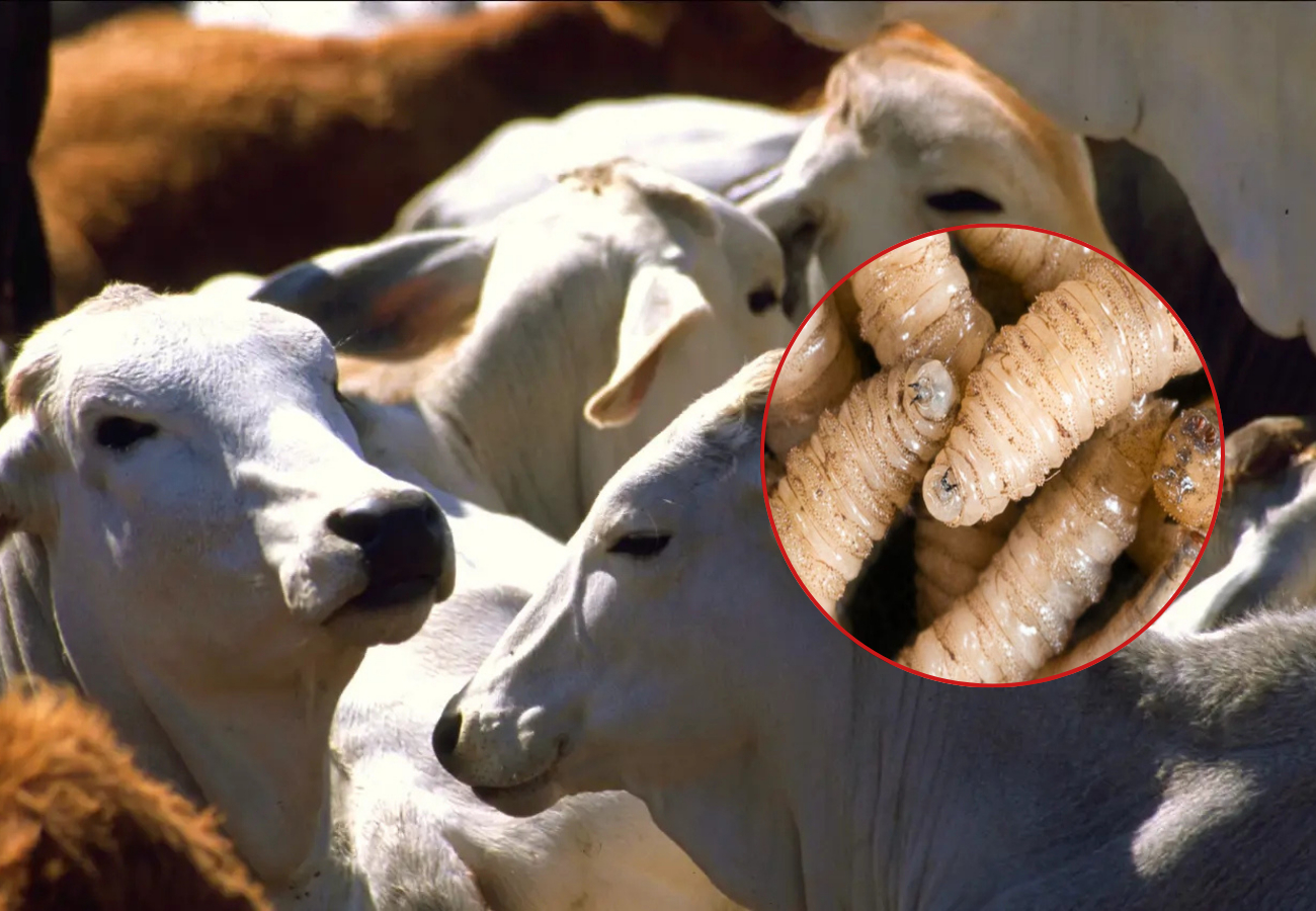 Los municipios más afectados por el gusano barrenador en Quintana Roo son Othón P. Blanco y Bacalar, en este último hay 12 atacados por el parásito