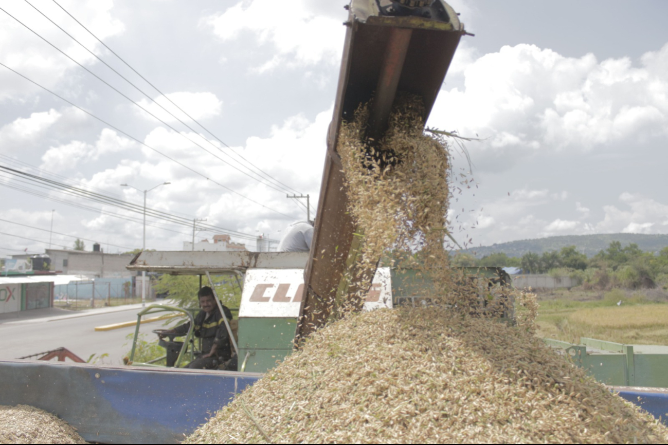 Más de 200 productores reciben seguimiento dentro del “Plan Campeche”.