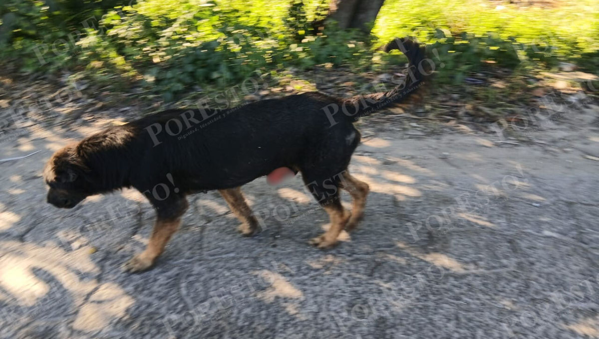 Piden intervención urgente de autoridades sanitarias y de protección animal.