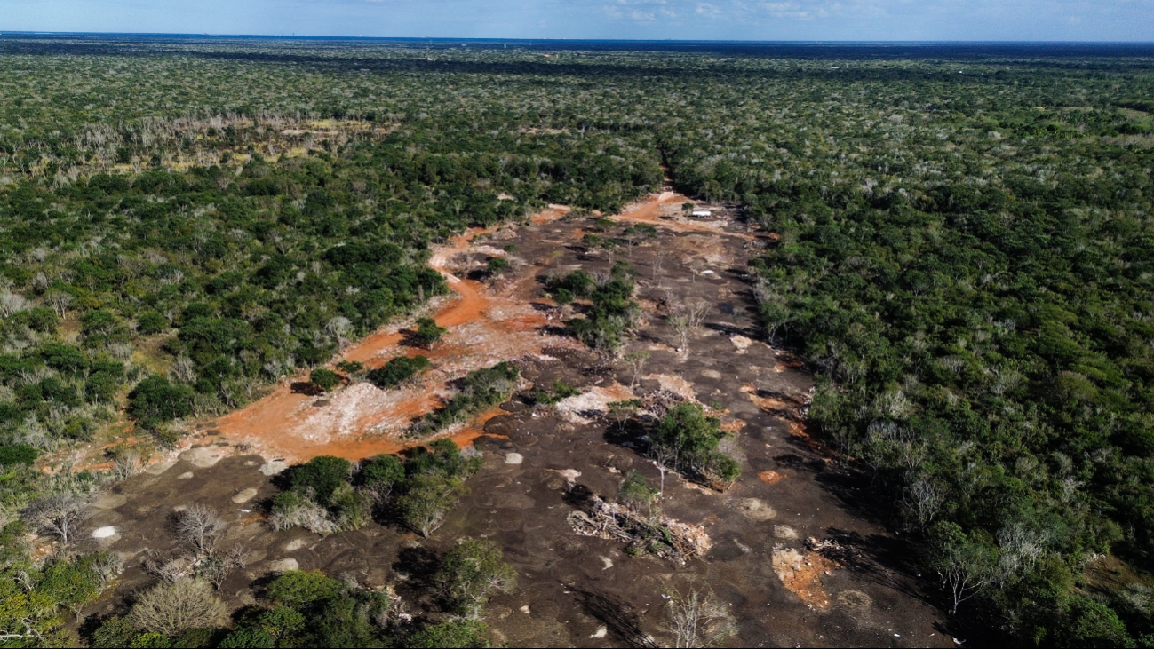 Profepa clausura predio en Kinchil, Yucatán por cambio ilegal de uso de suelo forestal