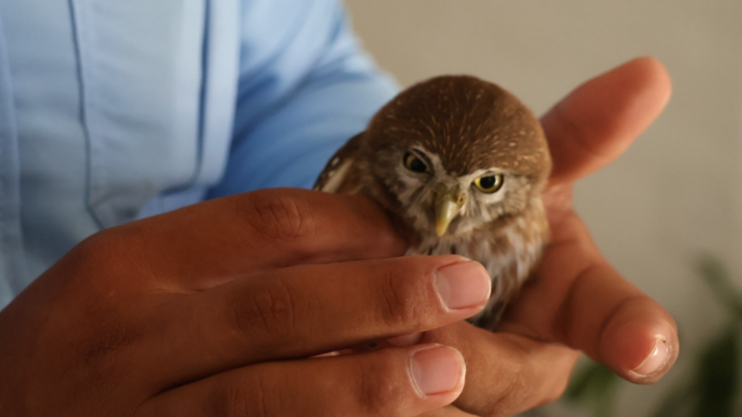 Tecolote bajeño: la pequeña ave rapaz rescatada en calles del centro de Mérida