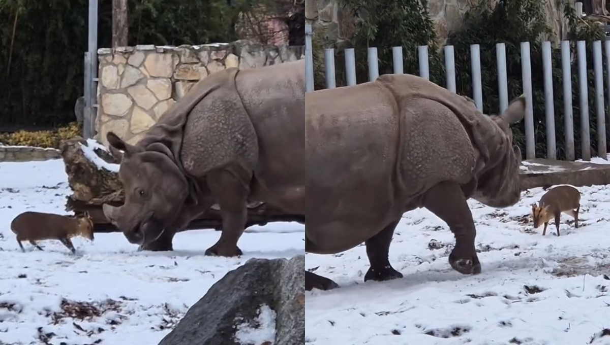 A pesar de la gran diferencia de tamaños, los dos animales parecen tener una buena relación