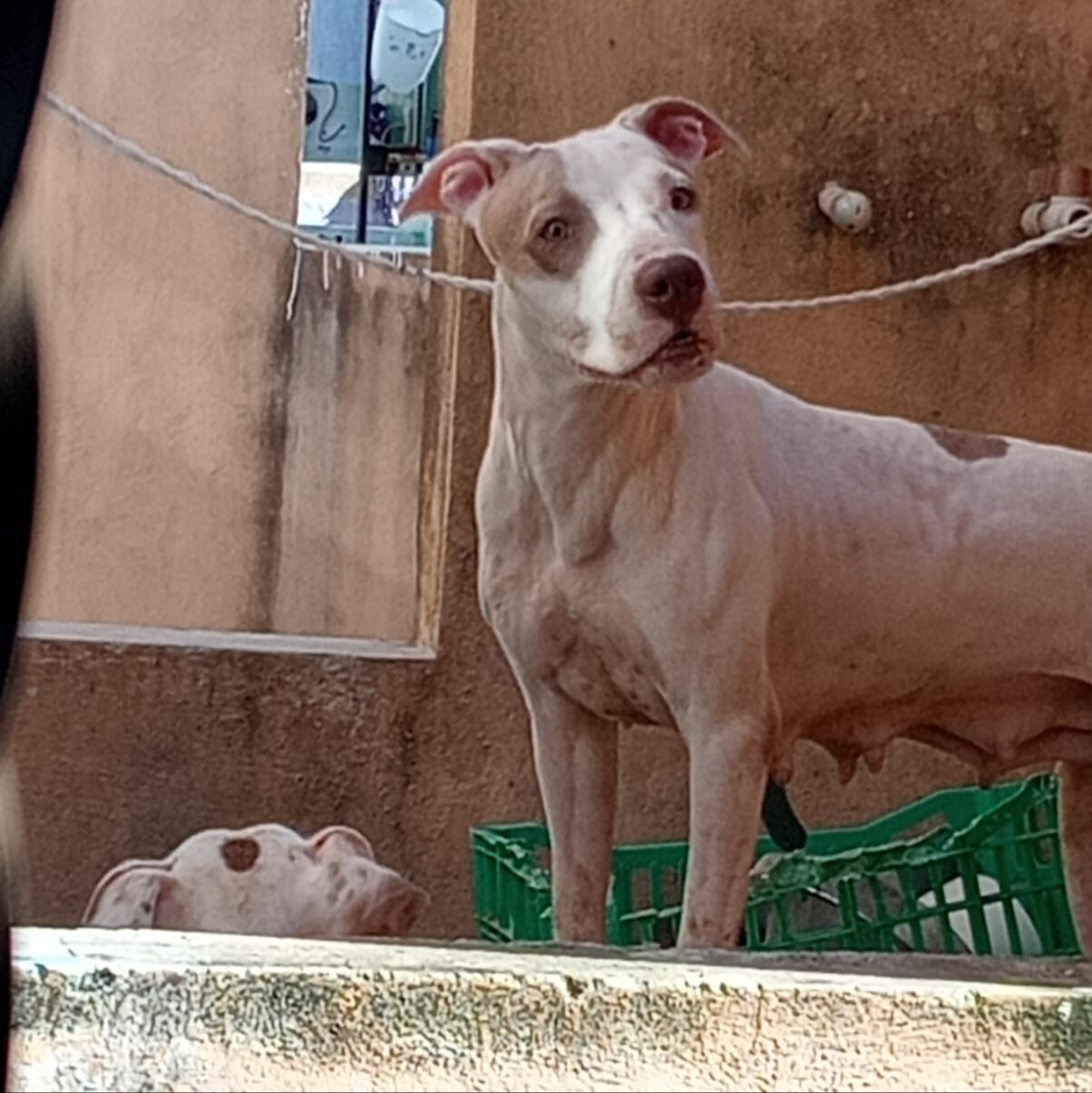 Vecinos señalaron  la operación de un  criadero clandestino  de pitbulls, donde los  cachorros se pelean  con frecuencia