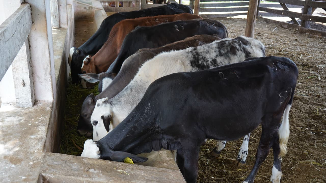 Gusano barrenador del ganado suma 49 casos humanos en Yucatán; Mérida concentra 41 animales infestados
