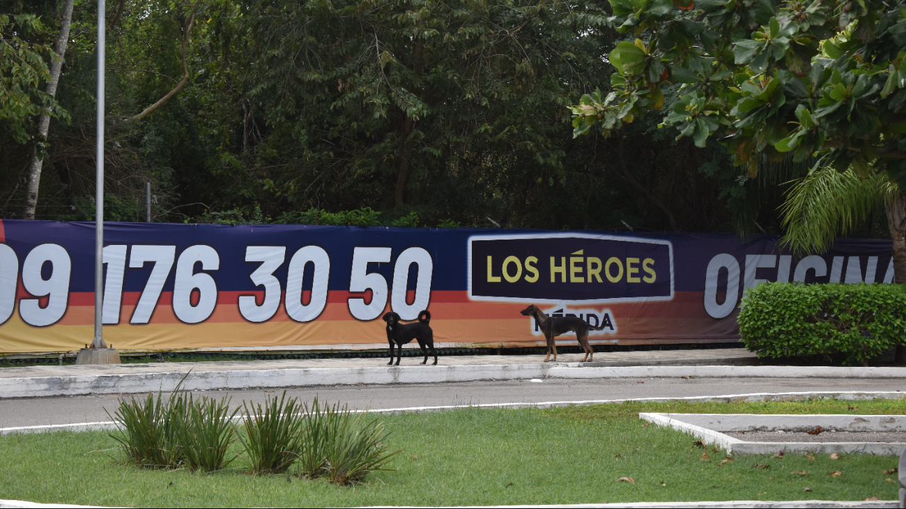 Perros abandonados propician presencia de jaurías en Mérida; Ayuntamiento interviene -