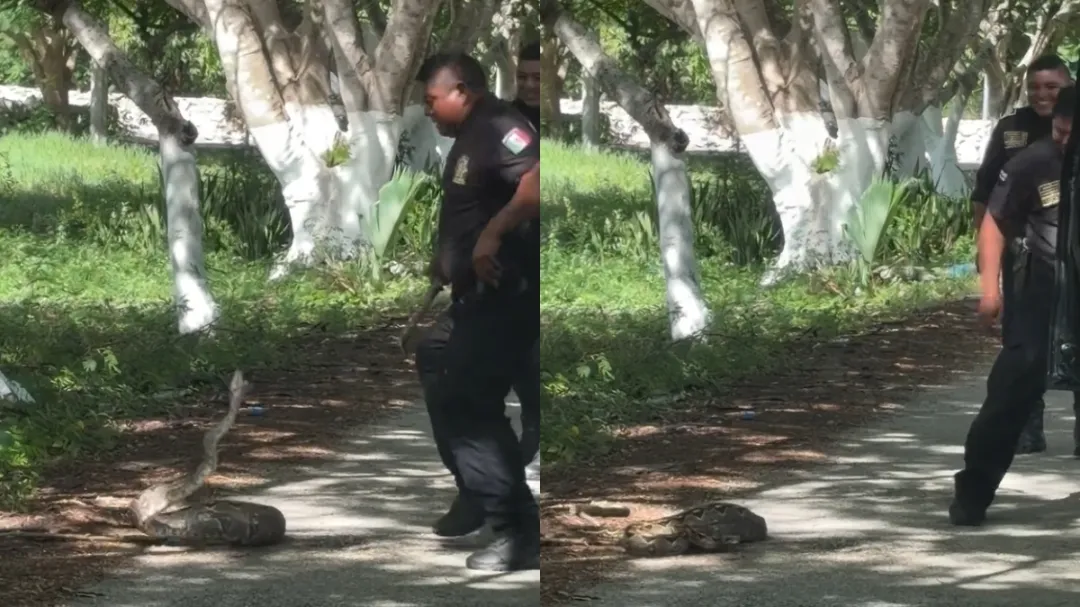 Policías quedan frente a una boa en Telchac Pueblo; VIDEO capta el rescate
