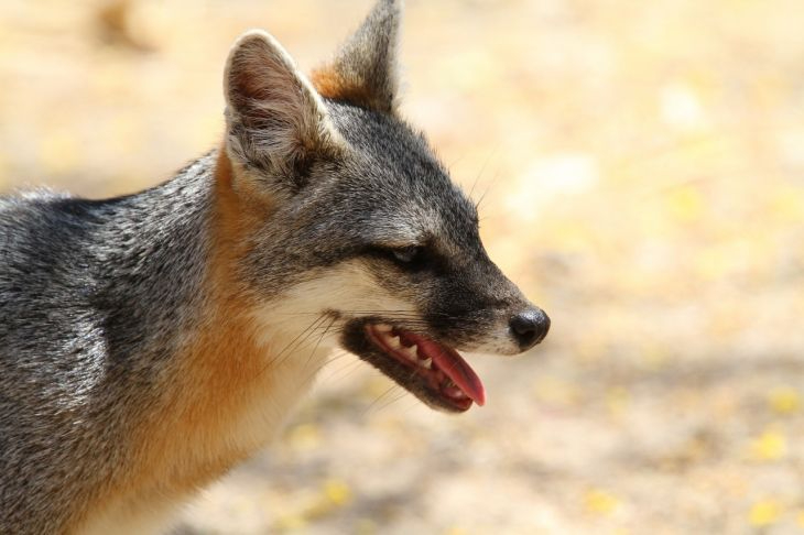 Las personas que tuvieron contacto con el ejemplar o con alguna mascota el sábado 3 de octubre pueden comunicarse al 911 o al teléfono 998 888 6640