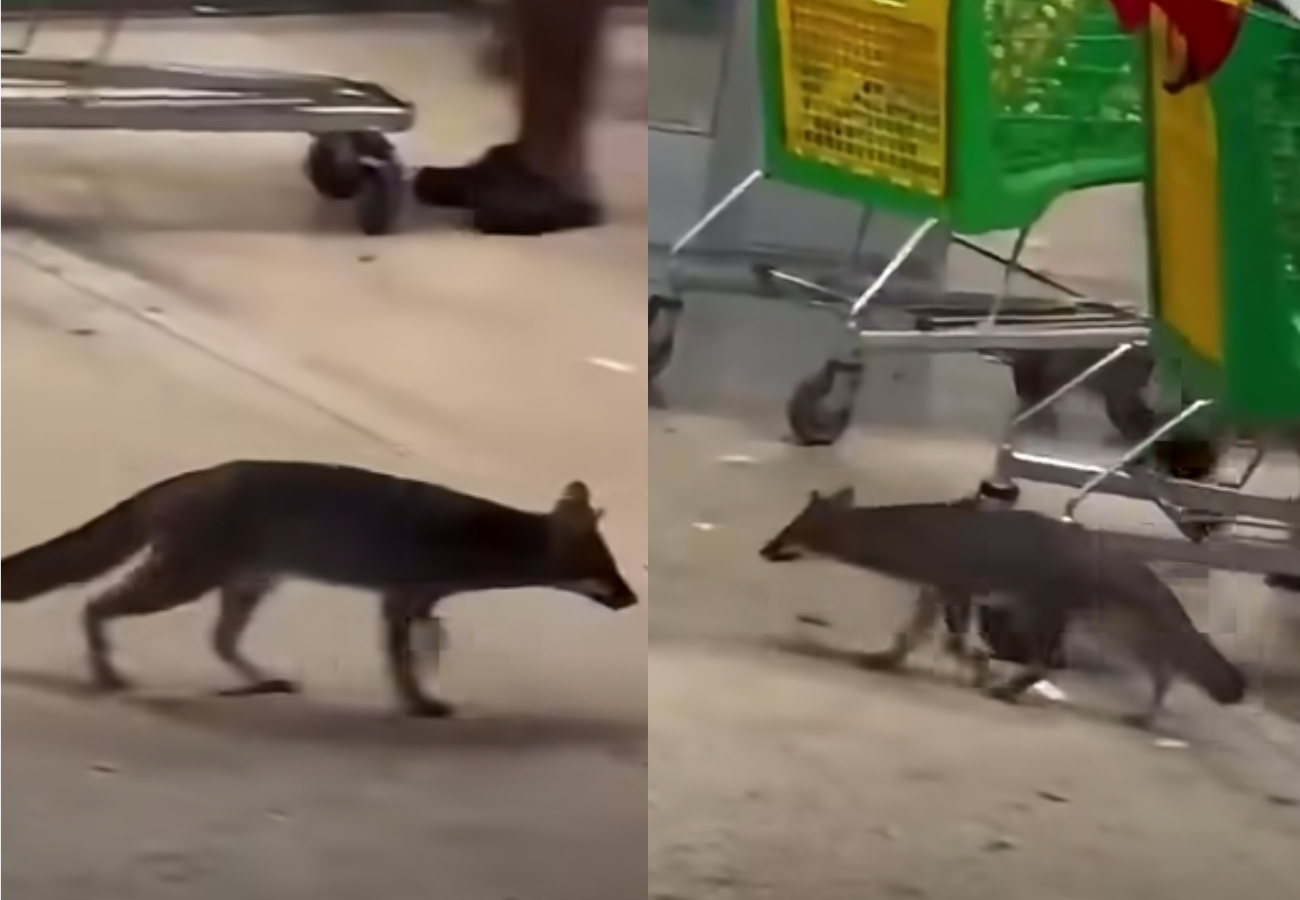 El animal fue capturado en coordinación con el IBANQROO y trasladado al Centro de Control Animal, Asistencia y Zoonosis, donde fue sometido a eutanasia