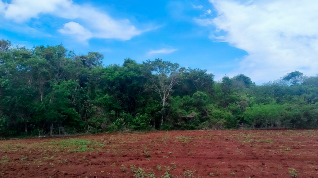 Crece 133% la privatización de parcelas ejidales en Yucatán