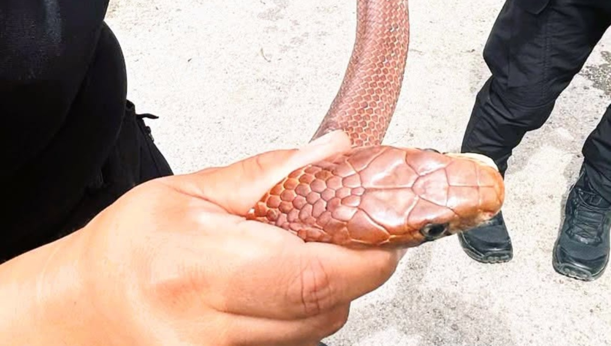 El reptil fue entregado a un médico veterinario para su valoración física antes de ser reintegrado a su hábitat natural