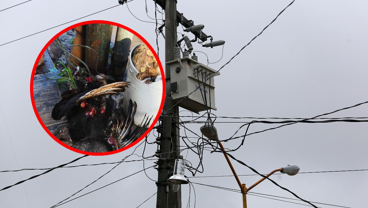 Un zopilote perdió la vida tras impactarse contra el cableado eléctrico