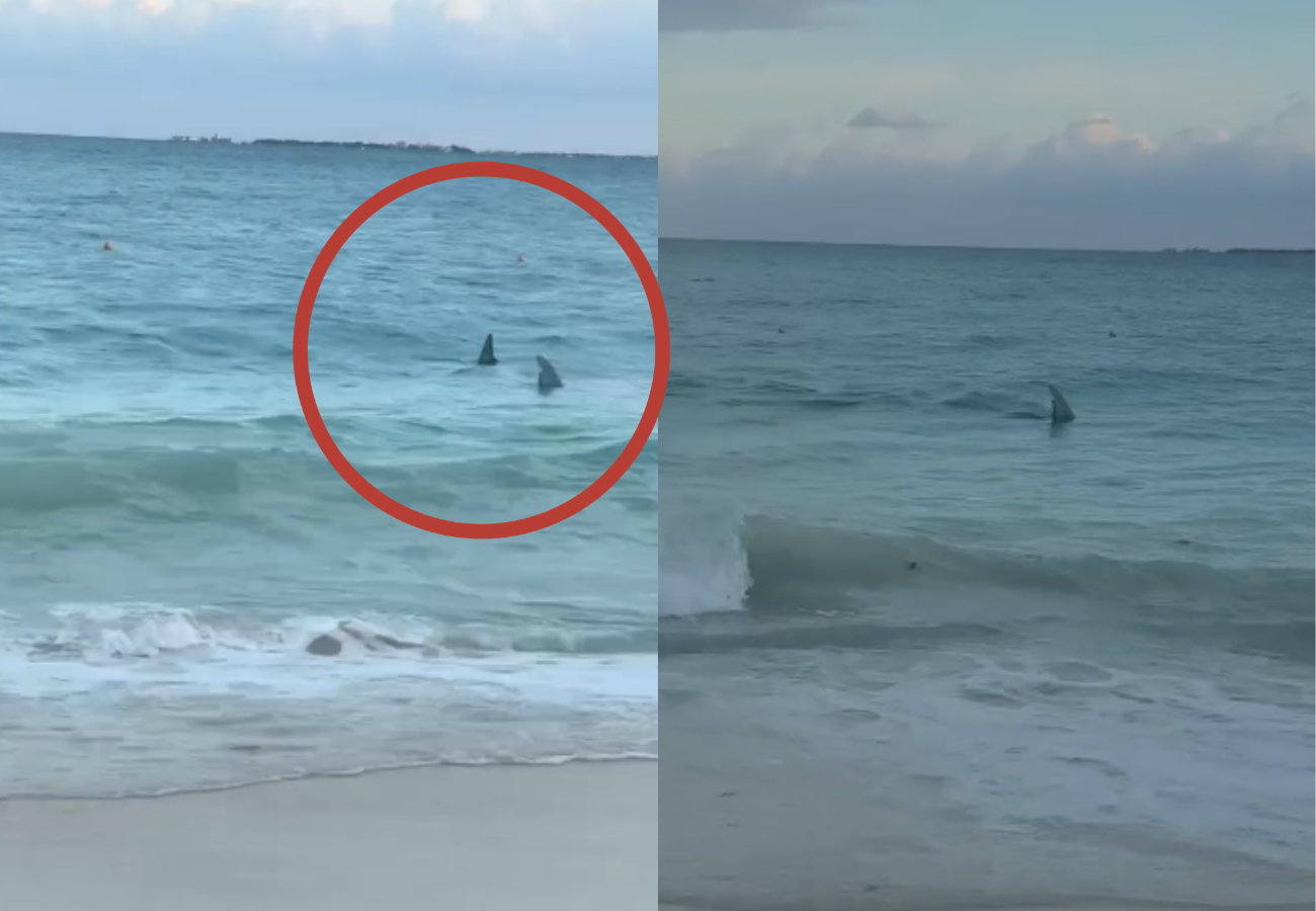 El avistamiento de los dos tiburones causó asombro a bañistas y usuarios de redes sociales