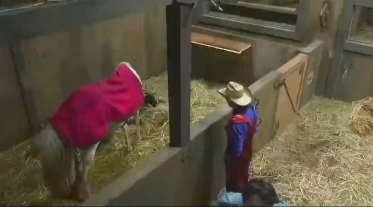 Nació el potrillo en el Reality