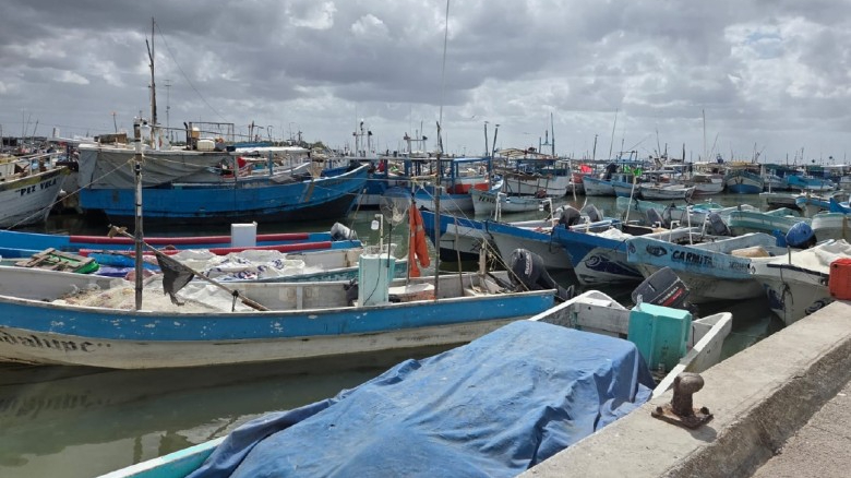 Pulpo podría alejarse de la costa y obligar a pescadores yucatecos a recorrer más millas