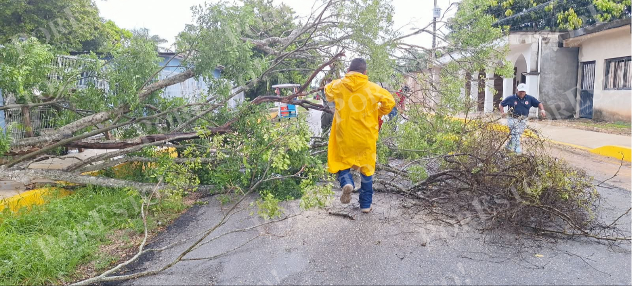 Un árbol cayó en la calle 44, entre las calles 77 y 79, en la colonia Plan de Ayala