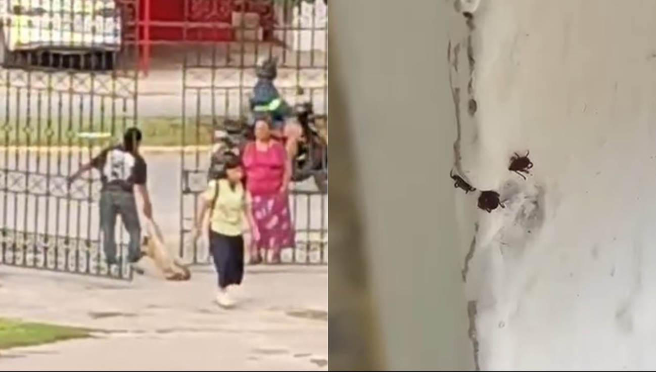 Estudiantes y defensores de animales criticaron los métodos empleados por el personal para desalojar a las mascotas.