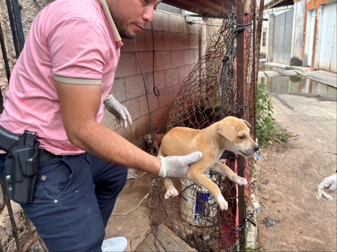 Las autoridades abren entre seis y siete carpetas de investigación al día por agresiones contra animales en el estado.