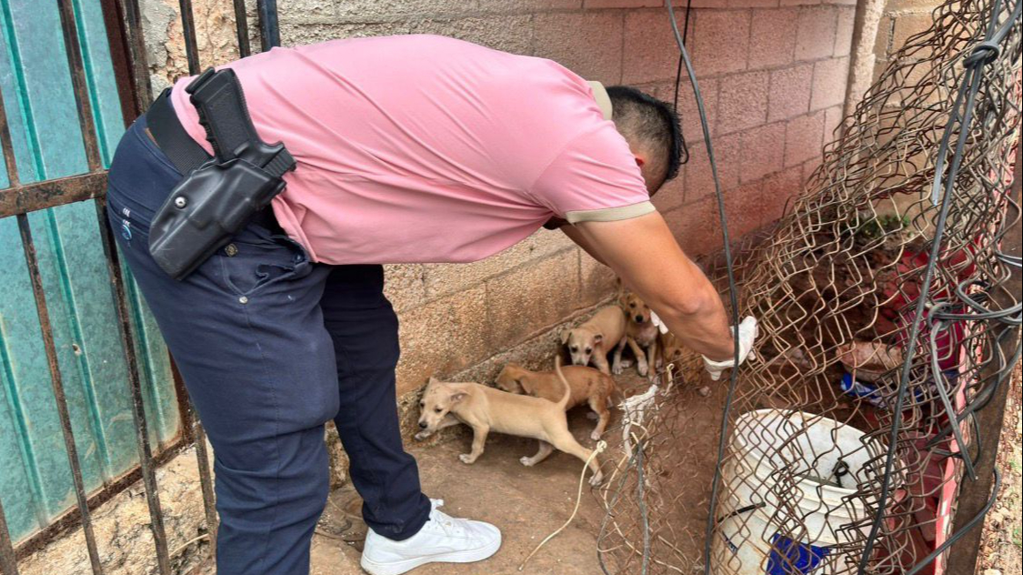 Buscan aplicar hasta 12 años de cárcel y 80 mil pesos en multas a quien agreda mascotas