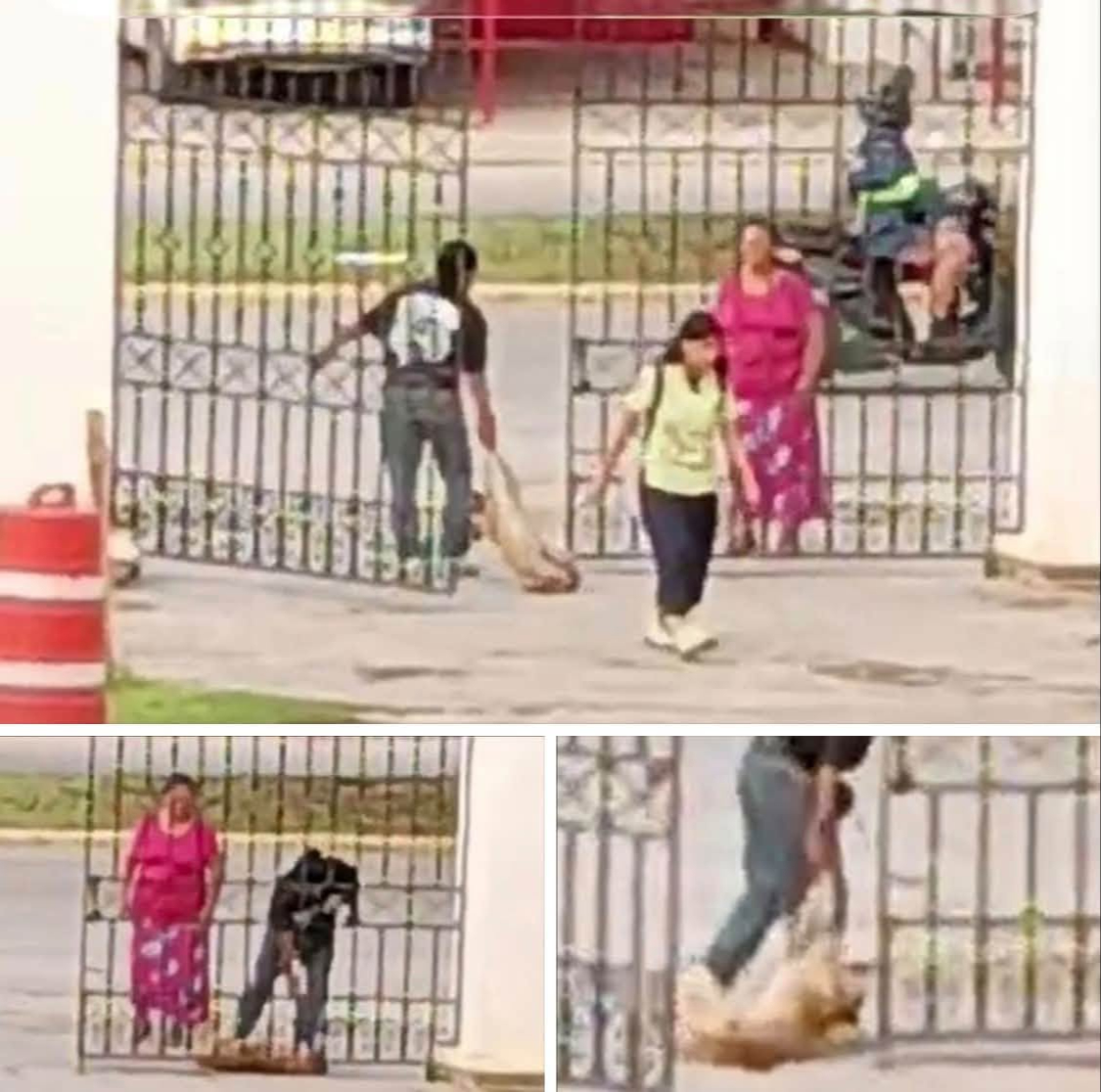 El trabajador captado en video retirando al animal fue notificado formalmente sobre las investigaciones penales en su contra.