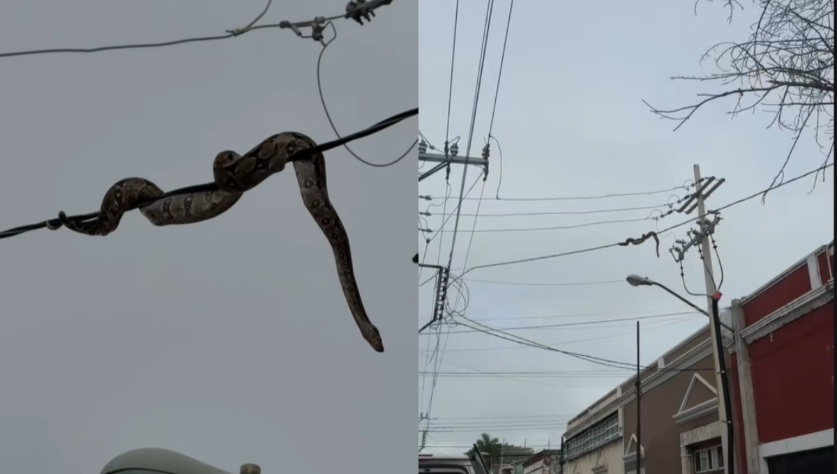 Bomberos lograron capturar a la boa para retirarla de los cables