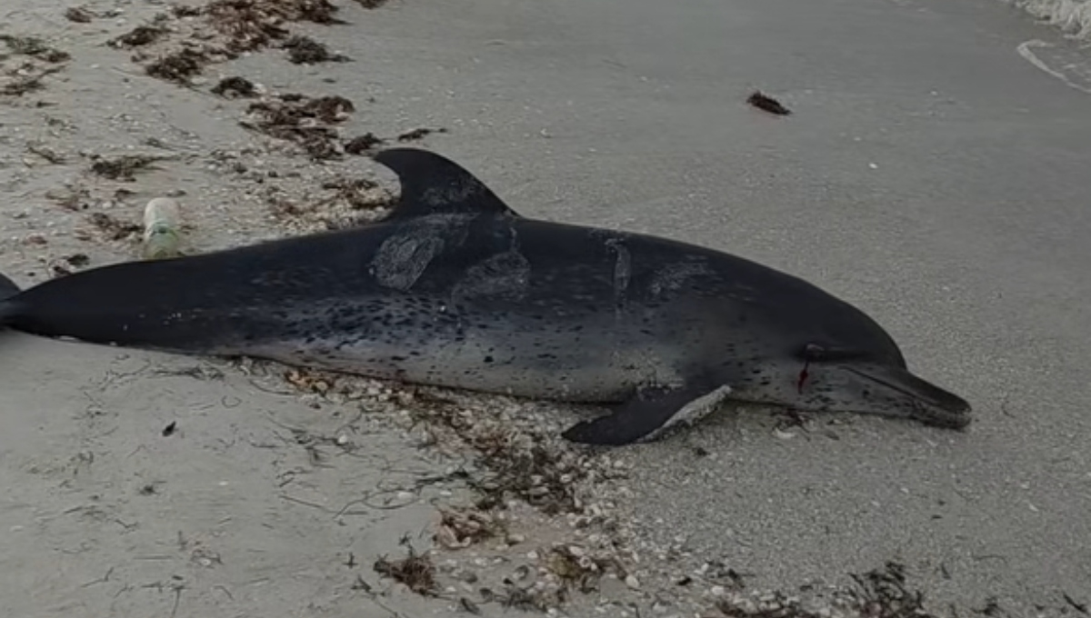Se desconoce la causa de muerte del delfín hallado en Progreso