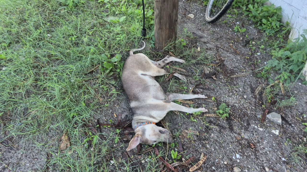 El perro murió a consecuencia del impacto y quedó a un costado de la carretera