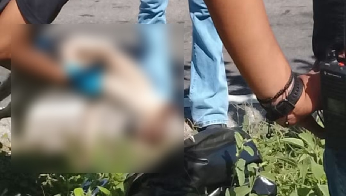 Acusan presunta crueldad animal en colonia Sambulá