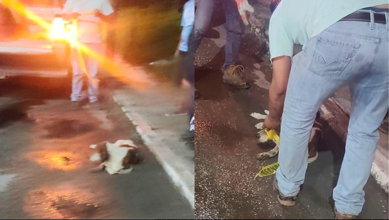 Un perro callejero fue atropellado por un vehículo cuyo conductor huyó del sitio en Champotón.