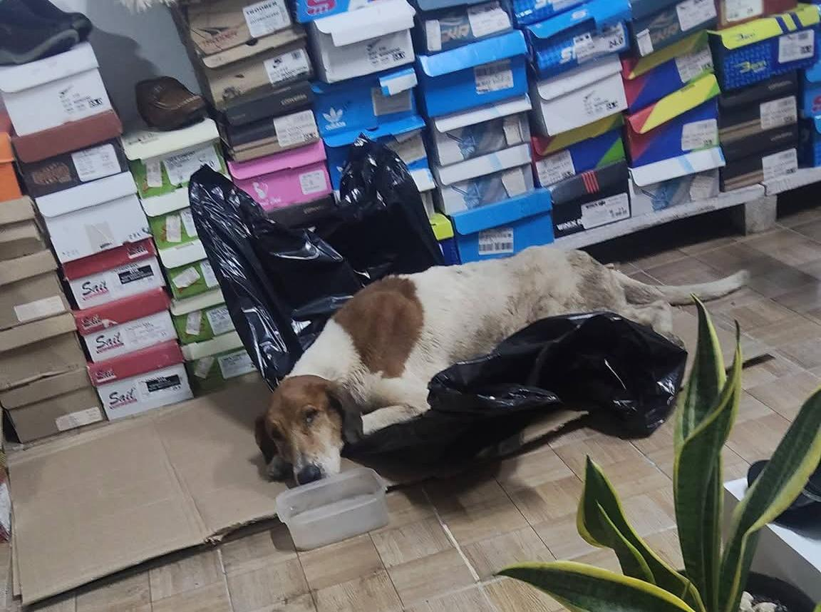 Rescatistas del grupo voluntario Patitas Champotón acudieron de inmediato para brindarle auxilio.