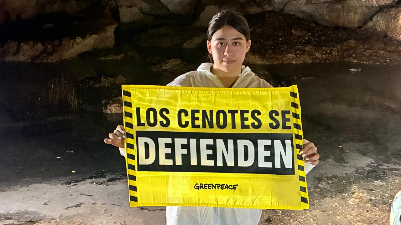 Greenpeace detecta contaminación en cuerpos de agua de Yucatán por megagranjas porcícolas