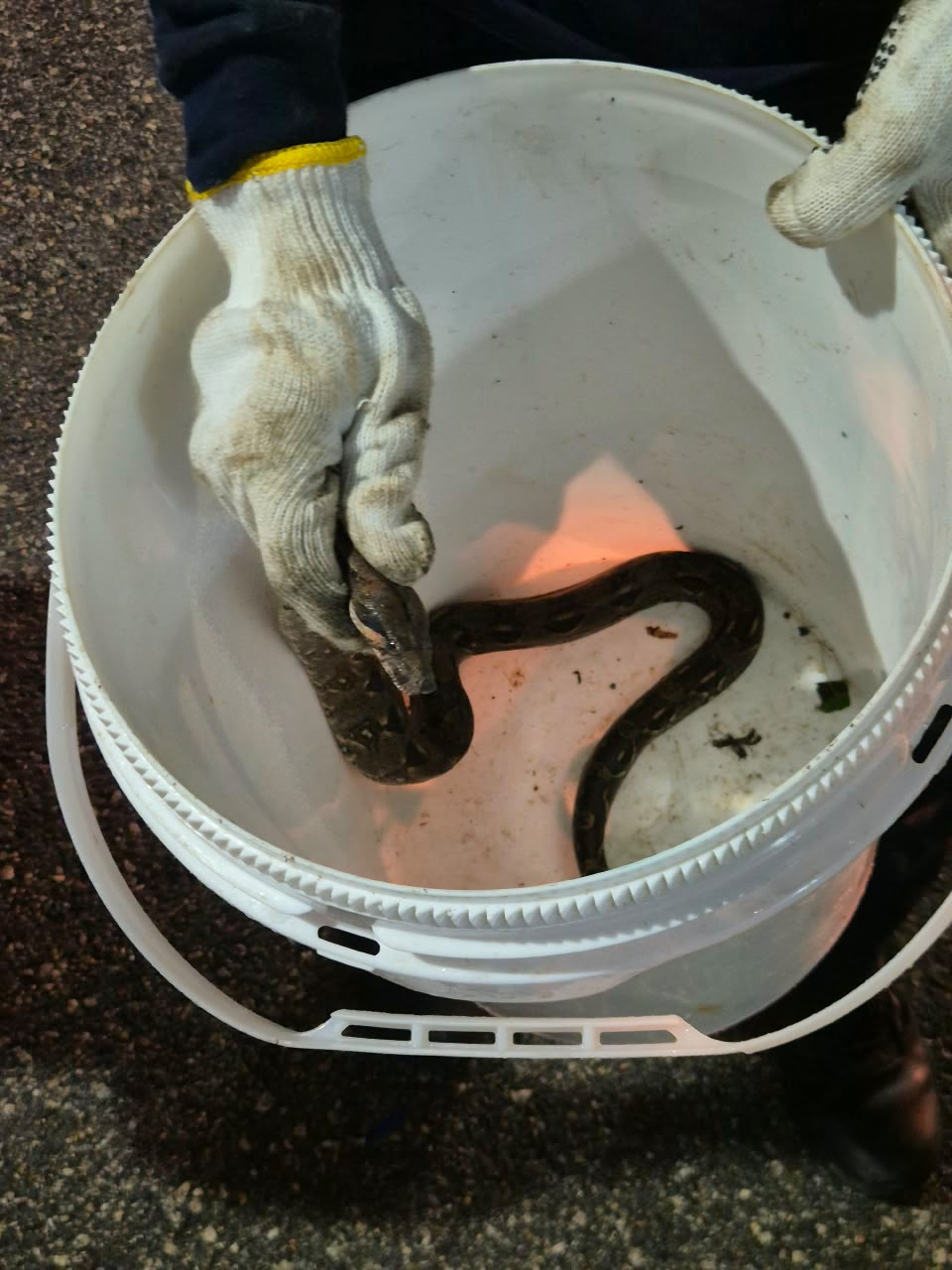 El reptil fue localizado enrollado en el sistema de suspensión de un vehículo abandonado