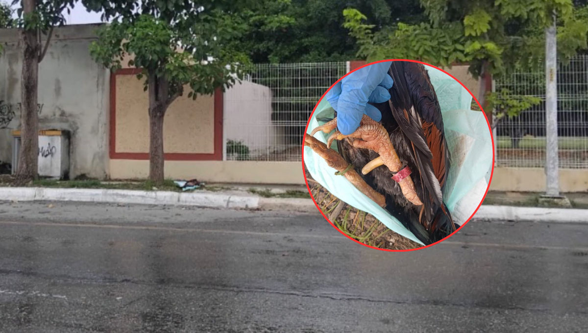 La Vicefiscalía investiga el hallazgo de un gallo muerto abandonado en la vía pública.