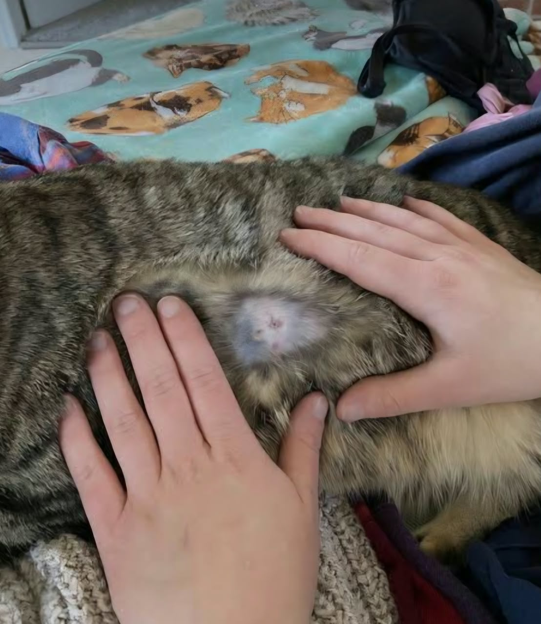 Destaca la importancia de informar sobre las larvas detectadas en las mascotas.