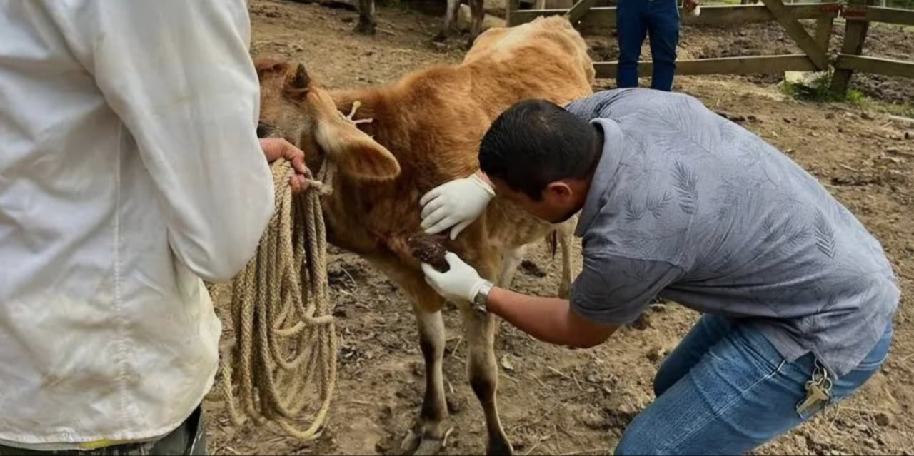 La plaga impacta principalmente al ganado bovino con cerca de 700 casos y a mascotas con unos 340 reportes.