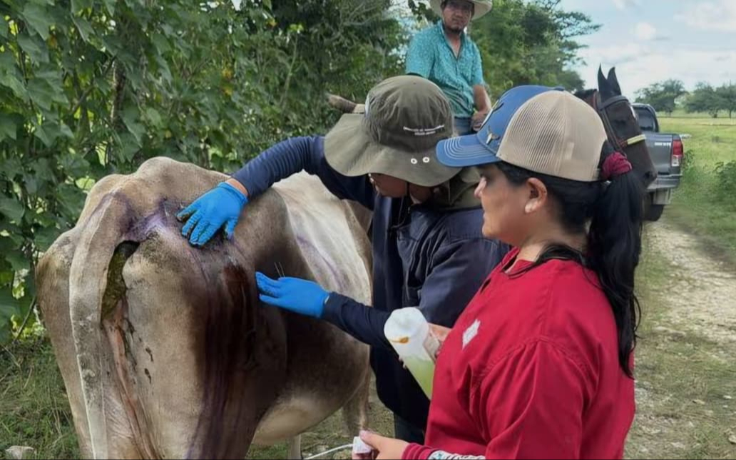 Senasica hizo un llamado urgente para reportar todos los casos detectados de gusano barrenador en Campeche.