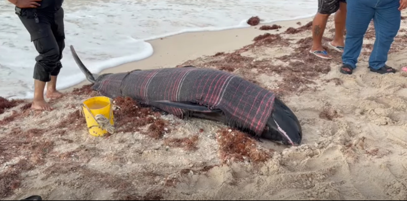 Especialistas atendieron a la orca pigmea en Sisal