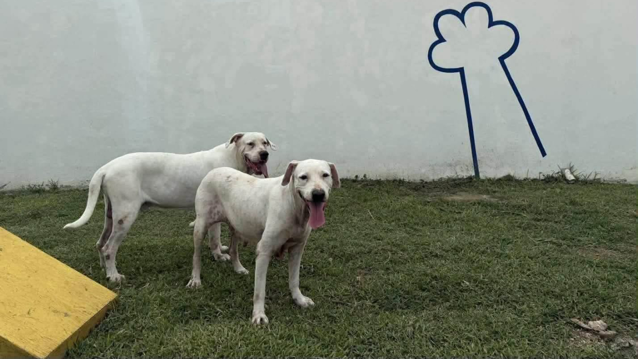 Oso y Blanquis escapan otra vez en Mérida tras atacar a una mujer en la Bojórquez