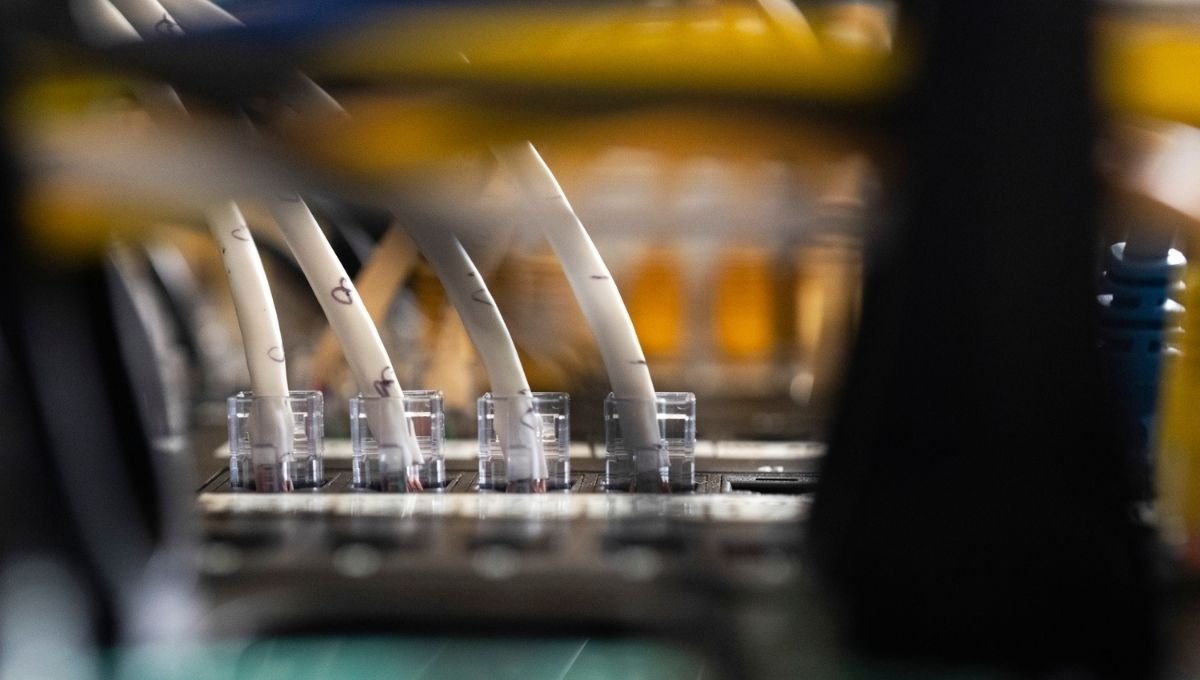 Las fallas podrían permitir que ciberdelincuentes accedan a servidores de manera remota, comprometan información confidencial y alteren el funcionamiento de plataformas digitales