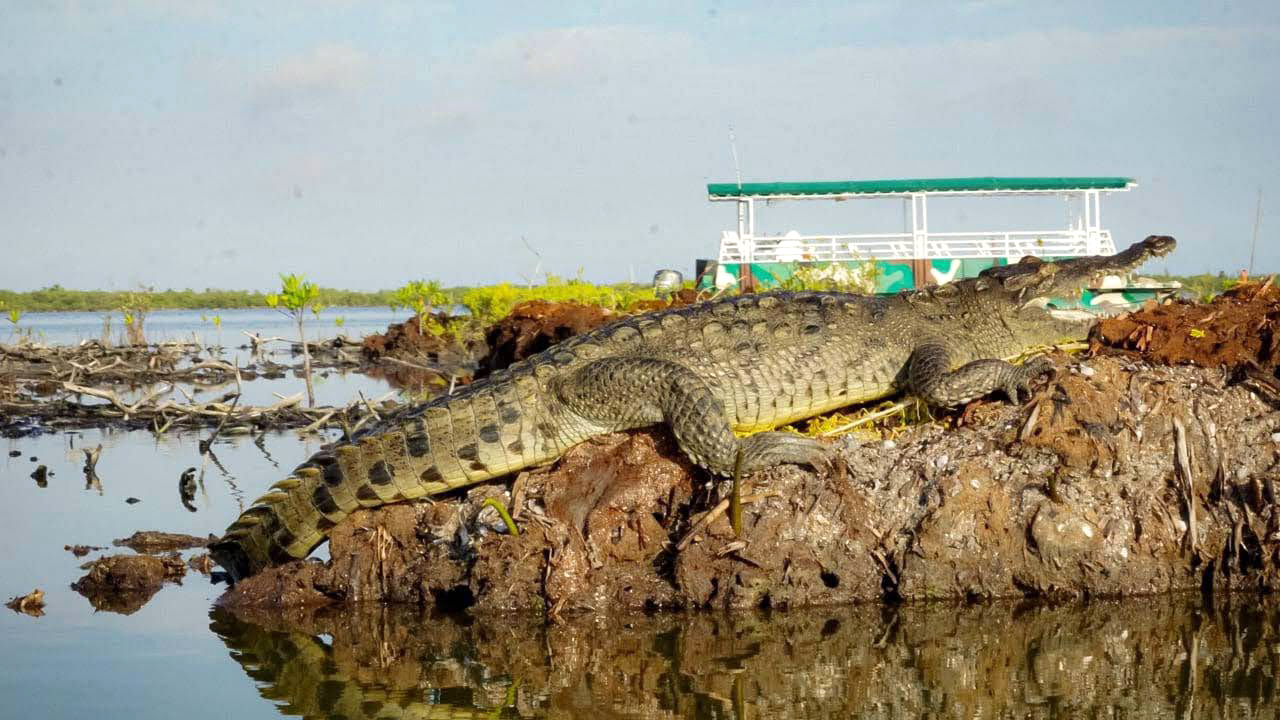 El Ibanpqroo reforzará medidas preventivas tras registrarse dos ataques de cocodrilos a pescadores en Felipe Carrillo Puerto.