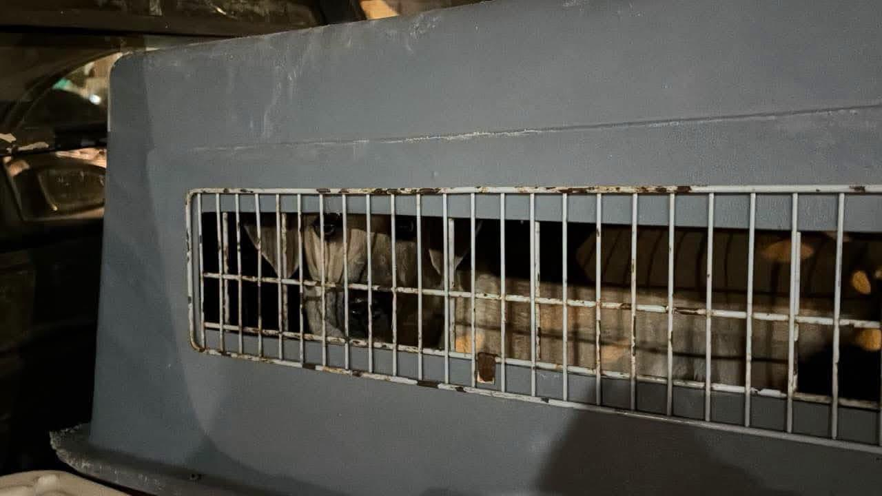 Autoridades municipales, personal de Medio Ambiente, la Policía de Investigación y el CENCAAZ participaron en el operativo para rescatar al animal