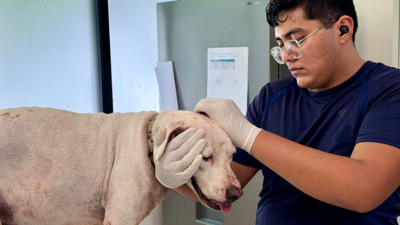 Blanqui requirió suturas tras ser lesionada por un vecino