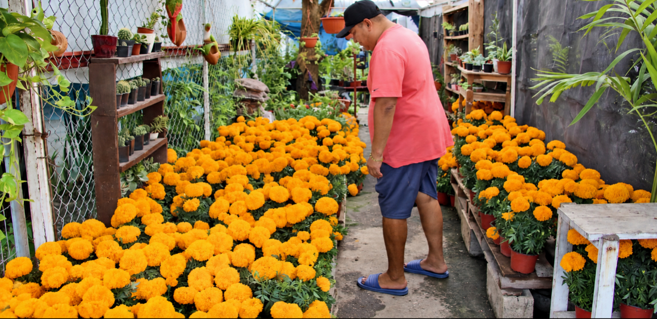 La flor de cempasúchil llegó al mercado de Champotón con un aumento de 10 pesos por maceta.