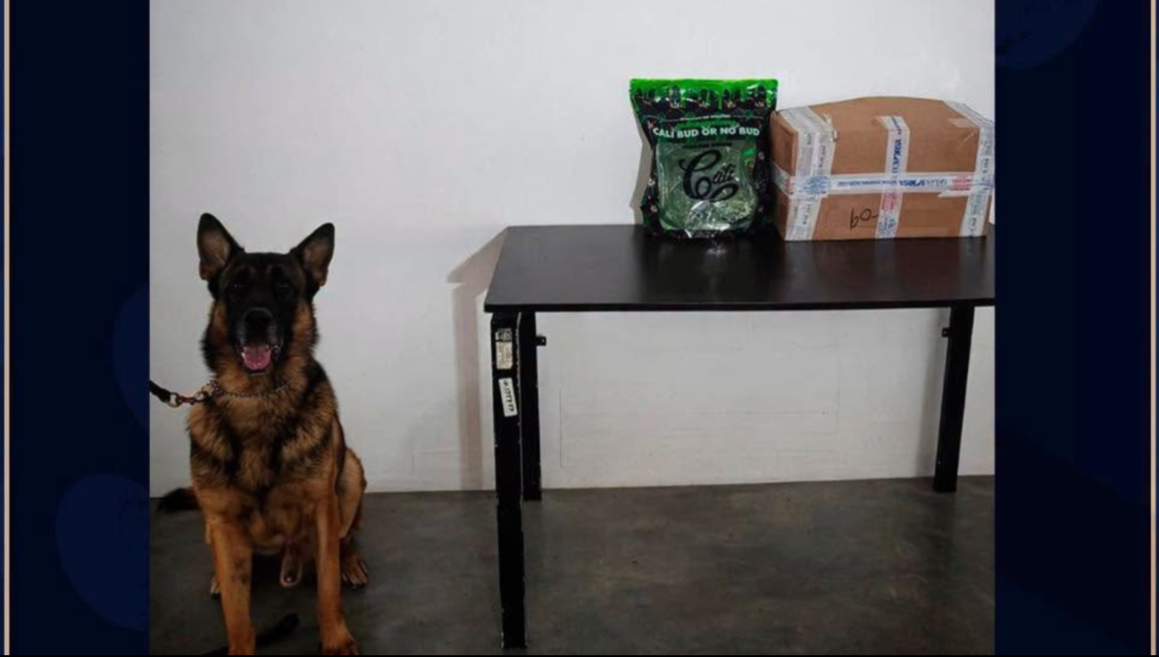 “Lazar” detecta medio kilo de presunta droga en una empresa de paquetería de Campeche