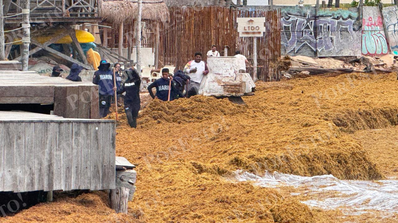 Desde el 2013, el sargazo comenzó a impactar, pero no representaba una amenaza como la que suponen los recales actuales, según afectados