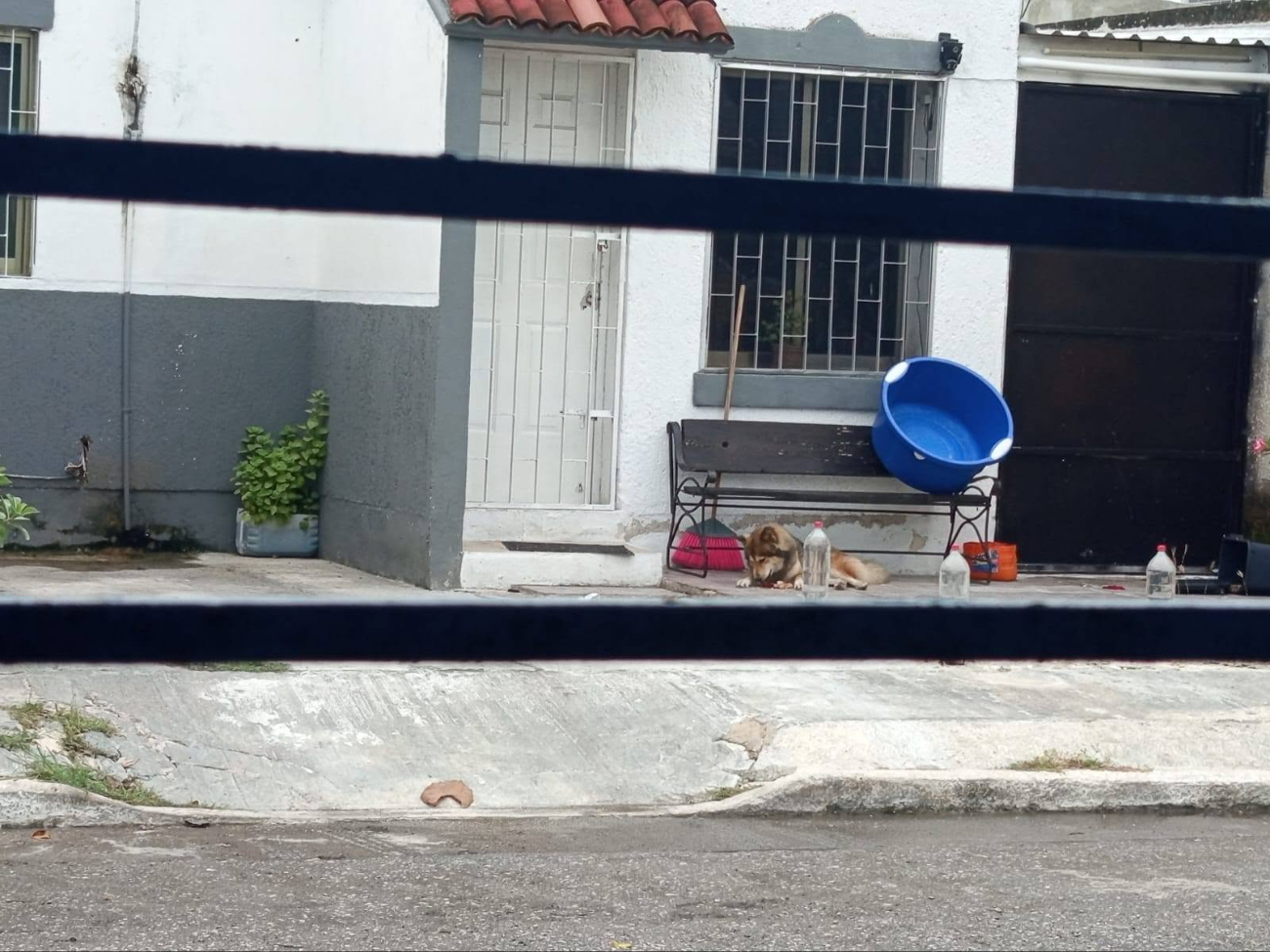 La alerta surgió tras la muerte de una perrita que se escapó momentáneamente de su domicilio.
