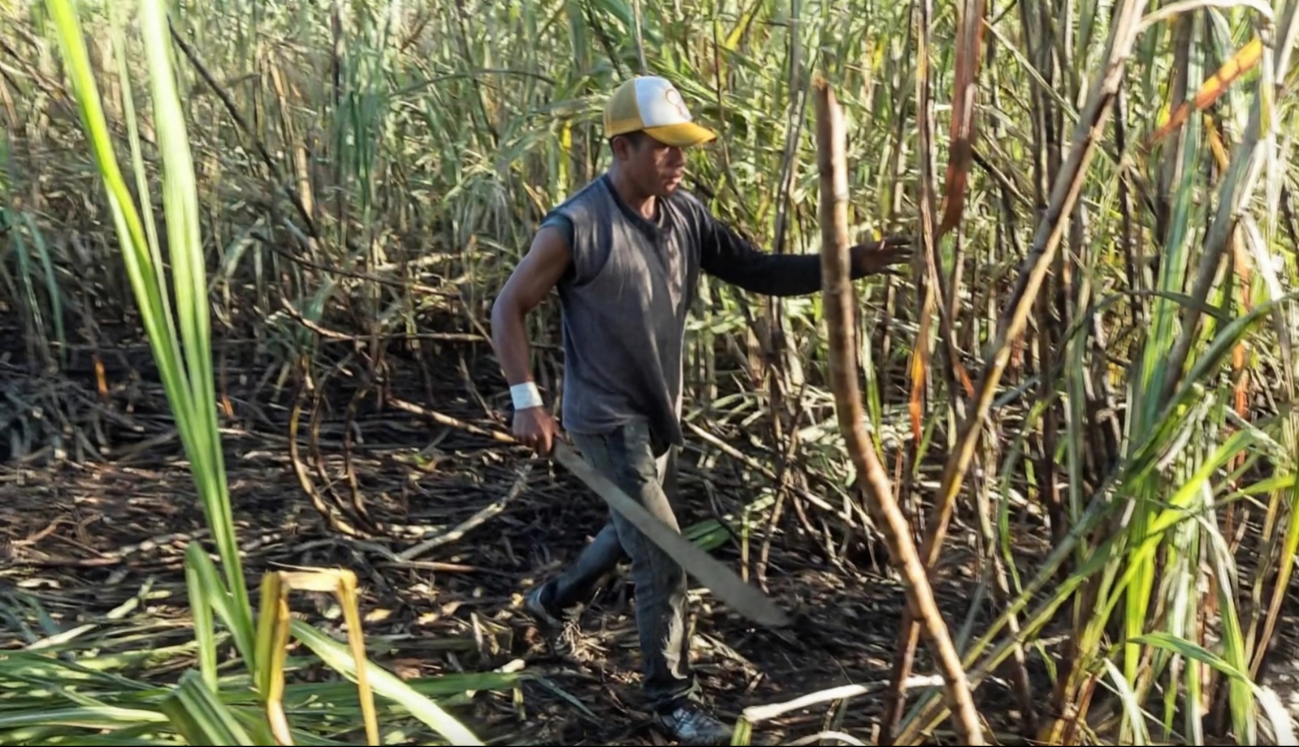 Cañeros de Quintana Roo prevén producir un millón de toneladas en la próxima zafra