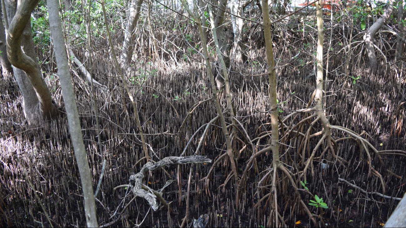 El escarabajo barrenador ha contribuido a la mortalidad del Avicennia germinans, advierte estudio de Epomex