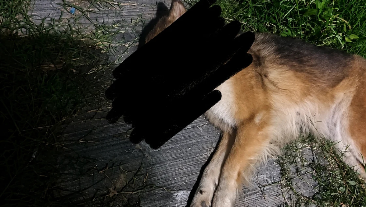 La propietaria de la mascota señaló que los hechos ocurrieron sobre la calle Quinta de la citada colonia.